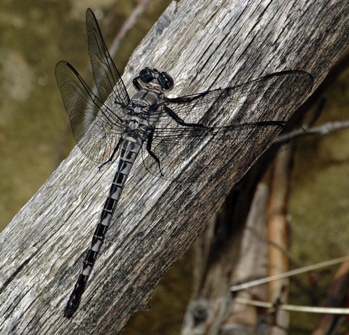 Male
13 June 2006  TN